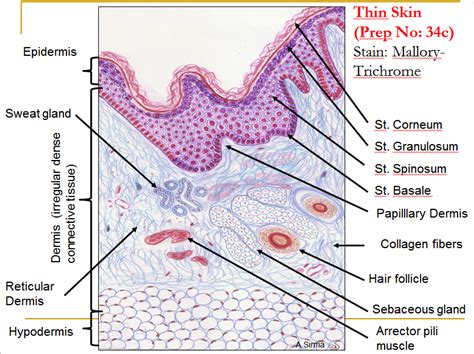 Thick Skin Histology