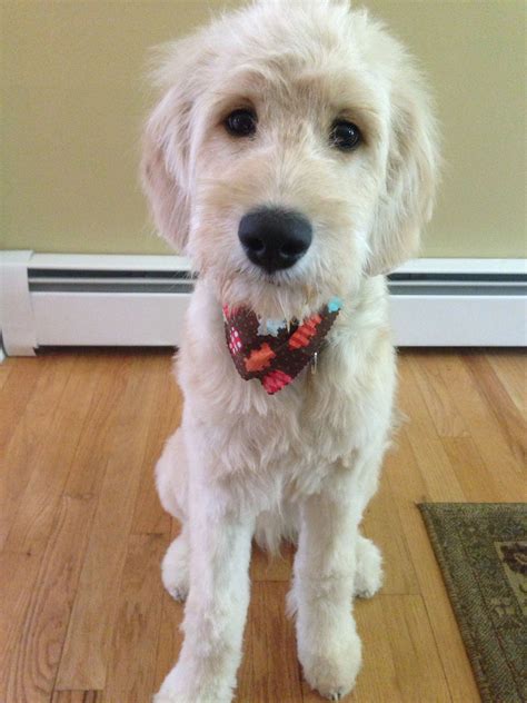 Here's a quick overview of how you should shave. Goldendoodle Grooming - 5 Best Tips On How To Groom A ...