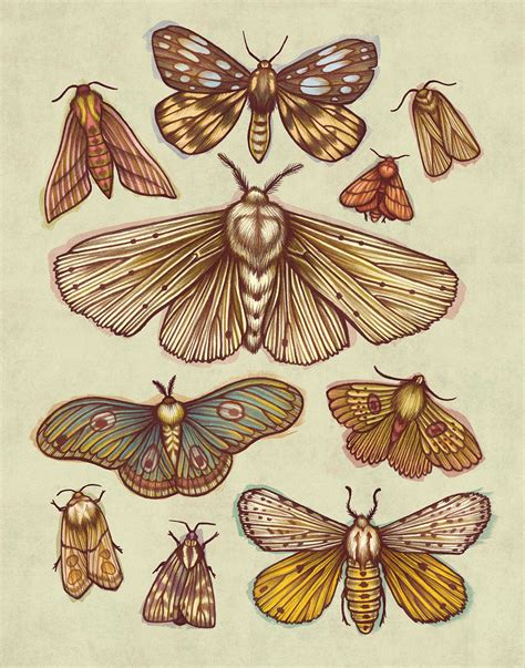 Kate Ohara Drew Some Little Moths Next Step Is To Make Them