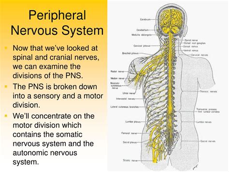 Ppt Nervous System Peripheral Nerve Entrapments Complex Sexiz Pix