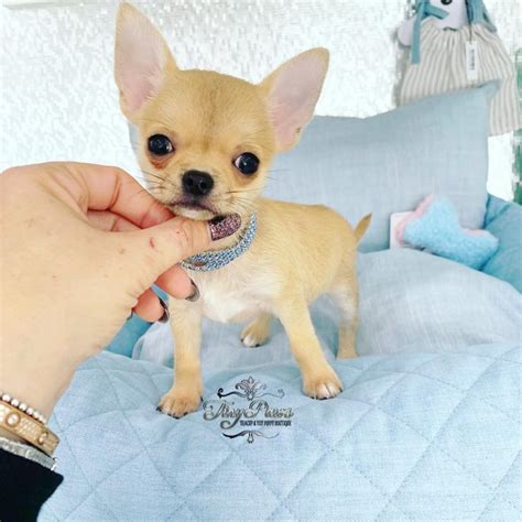 Find chihuahua puppies for sale with pictures from reputable chihuahua breeders. Extreme Apple Head Teacup Chihuahua Puppy For Sell - Tiny Paws