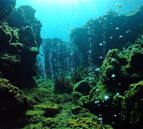 Permian Sea Life