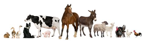 All Kinds Of Farm Animals Stock Photo 04 Free Download