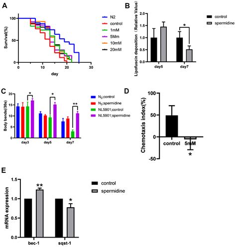 Spermidine Inhibits Neurodegeneration And Delays Aging Via The Pink1