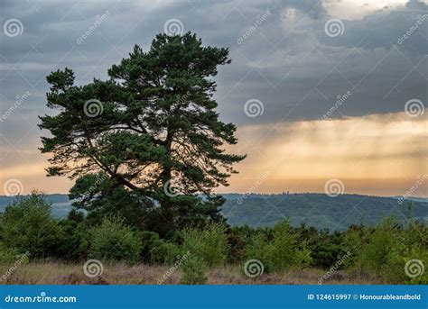 Beautiful Summer Sunset Landscape Image Of Single Tree In Forest Stock