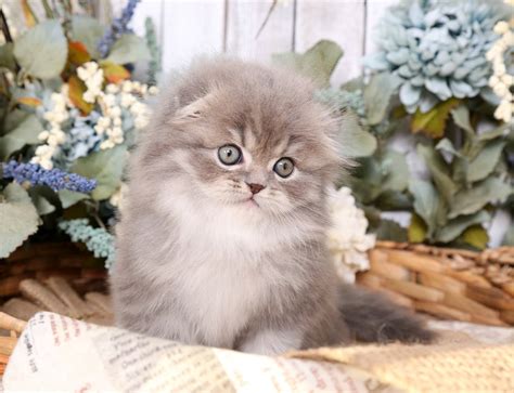 Blue Chinchilla Golden Kittens Rare Persian Kittens Doll Face