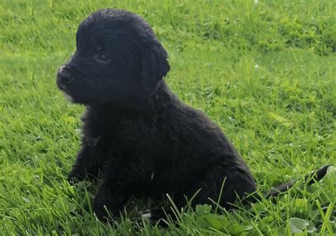 Mischlinge Berner Sennen Golden Retriever Mix Welpen Kaufen