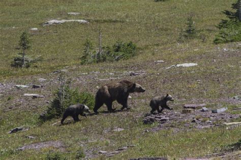 Bear Pictures Grizzly Bear In Meadow With Cubs