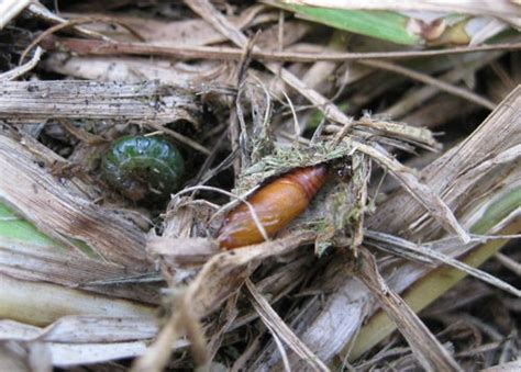 Sod Webworms Landscape Pest Management