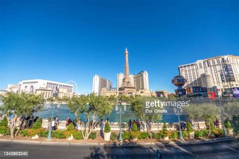 Palm Trees Las Vegas Photos And Premium High Res Pictures Getty Images