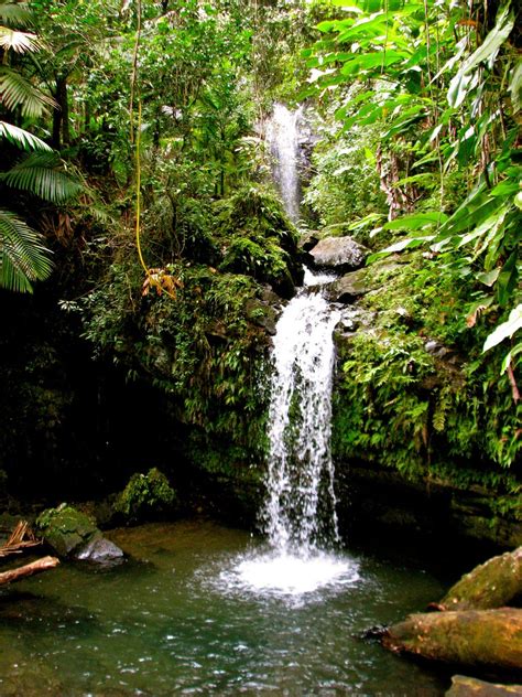 El Yunque Rainforest Deep Forest Falls Jeff Gunn Flickr