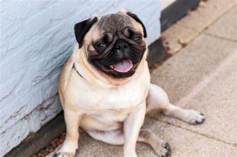 19 Best Dog Poses For Photo Shoots Instagram Envy Shots