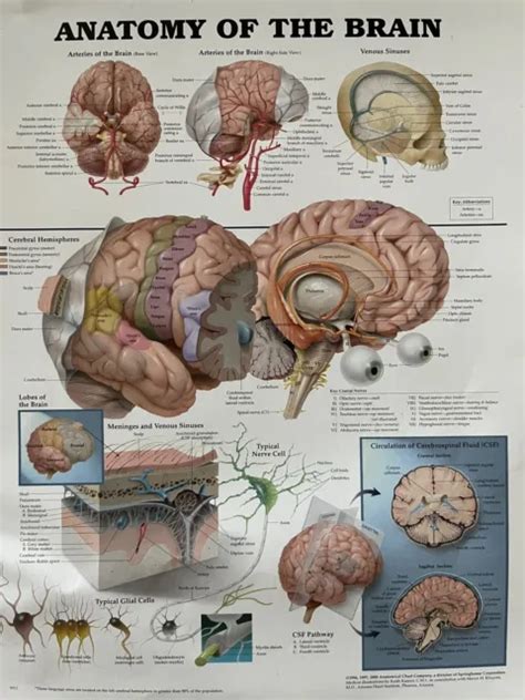 ANATOMICAL CHART Anatomy Of The Brain 11 25 X 14 Poster 10 00