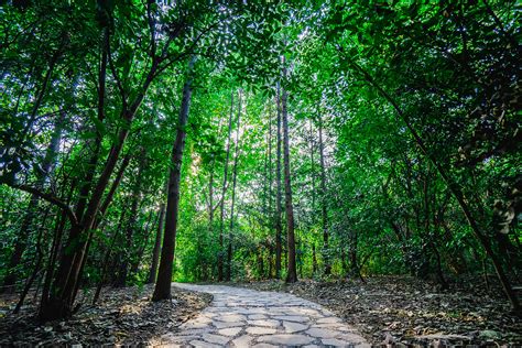 가을의 숲속 오솔길 사진 무료 다운로드 Lovepik