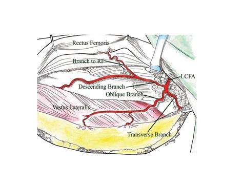 Medial Circumflex Femoral Artery Branches