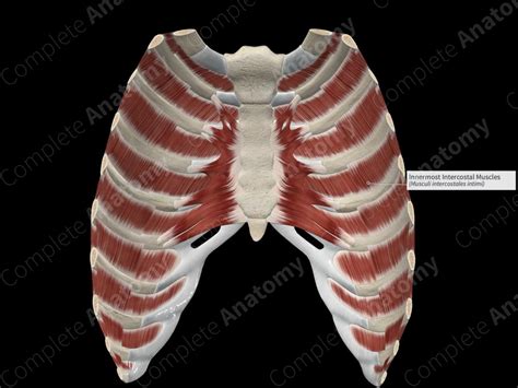 Innermost Intercostal Muscles Complete Anatomy