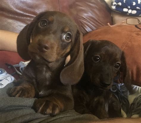 My Dachshund Puppies ️ ️ Max Chocolate And Malani Brindle Born 6