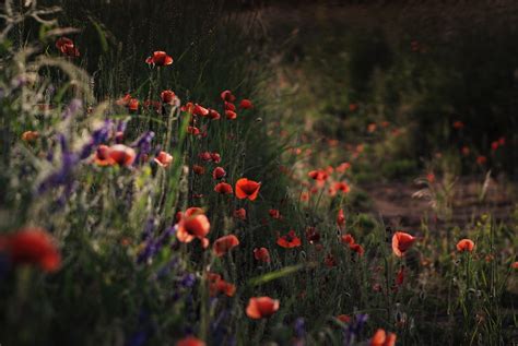A Walk Among The Poppies Kaska Ppp Flickr