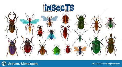Realistic Insects Butterfly Bugs Ladybird Ant Vector Collection Of