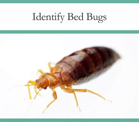 Demystifying Bed Bugs What Do Bed Bugs Look Like