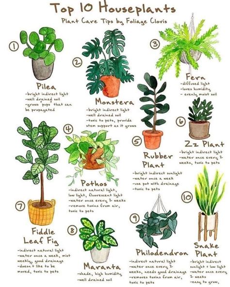 Home Deco On Instagram Care Tips For Our Top 10 Houseplants Happy
