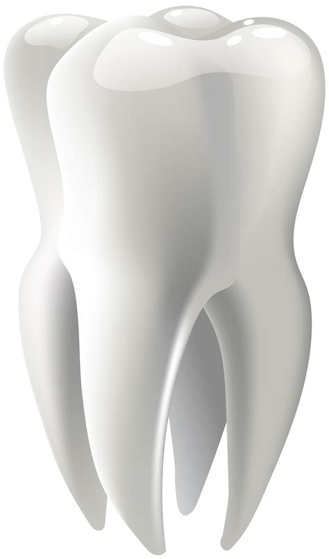 Molar Png And Free Molarpng Transparent Images 76602 Pngio