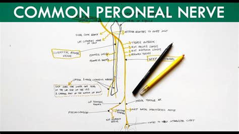 Common Peroneal Nerve Deep Peroneal Nerve And Superficial Peroneal