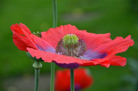 Red Poppy Flower Free Photo Download Freeimages