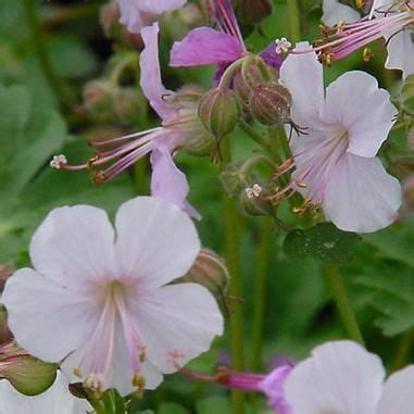 The cylinders bores were attached to the outer case at the 12, 3, 6 and 9 o'clock positions) for greater rigidity around the head gasket. Geranium X Cantabrigiense Biokovo /midwestgroundcovers*com ...