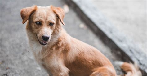 Short Coated Brown Dog Sitting On Floor · Free Stock Photo