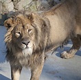 File:Asiatic Lion 2d.jpg