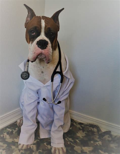 Doctor Costume For Your Boxer Dog Boxer Dogs Dog Halloween Costumes
