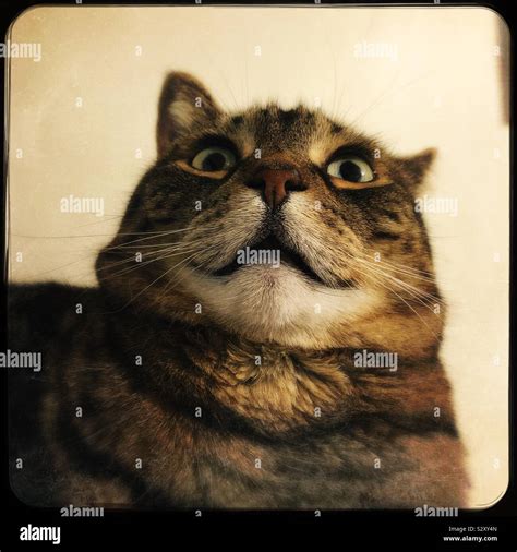Surprised Tabby Cat Face Stock Photo Alamy