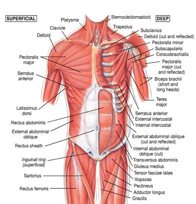 Muscles of the human body, torso and arms, beautiful colorful illustration. Muscle Charts - MassageLongBeachCA.com