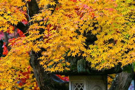Japanese Maple Fall Color 10 Photograph By Hisao Mogi