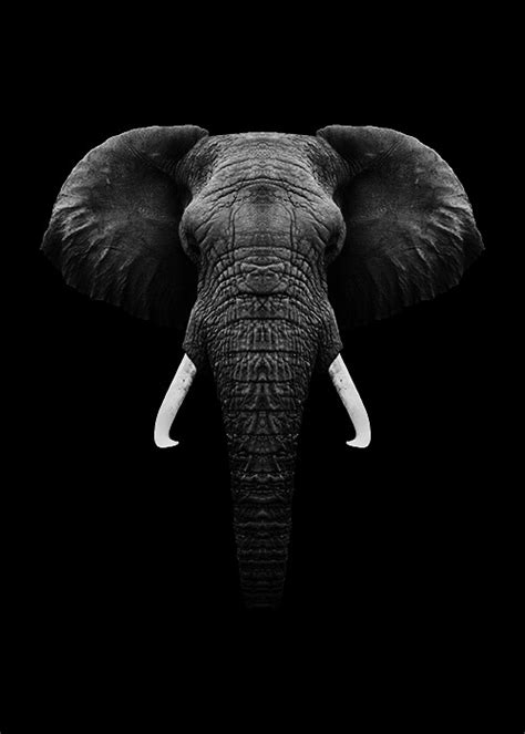 Dark Elephant