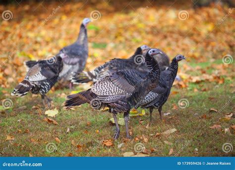 Wild Turkeys In The Fall Autumn Leaves Stock Photo Image Of Autumn