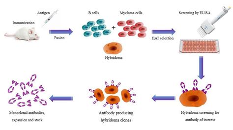 Production Of Monoclonal Antibodies Ibt Bioservices