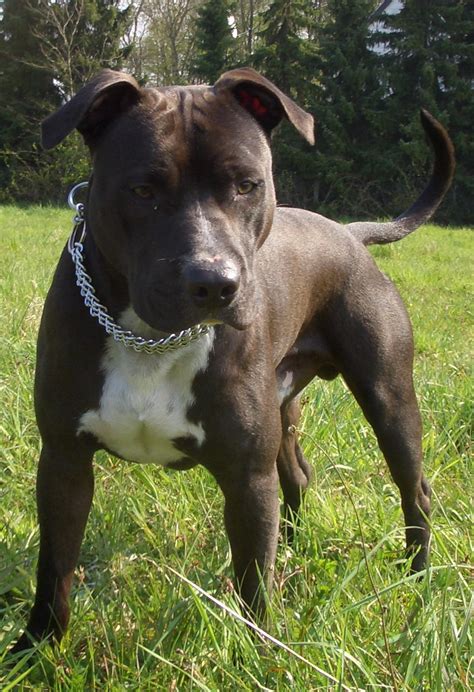 American staffordshire terriers descend from crosses between bulldogs and terriers. American Staffordshire Terrier - Wikipedia tiếng Việt
