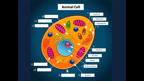 Plant and animal cells are similar in that they are both eukaryotic and have similar types of organelles. Animal Cell Organelles Narrated - YouTube
