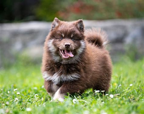 Finnish Lapphund Info Pictures Characteristics And Facts Hepper