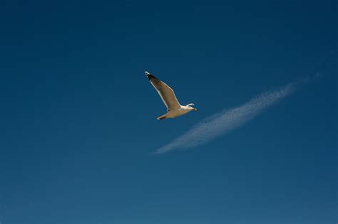 Premium Photo Bird Flying Against Bright White Fluffy Cloud On A Blue