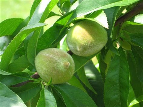 Buy oklahoma fruit trees, flowering tree, shade tree, bamboo plants, nut trees,grapevines, and berry bushes. Photos - The Peach Tree Farm