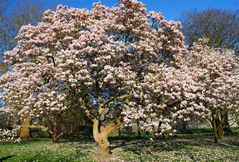 Magnolias In Spring Plants Nature Magnolia