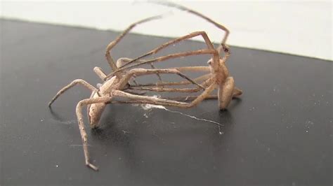 Kinky Spiders Tie Up Their Lovers To Avoid Getting Eaten