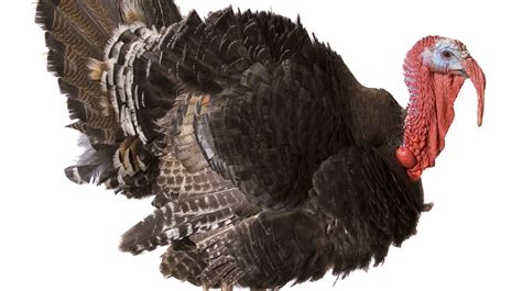 10 Filling Facts About Turkeys Mental Floss