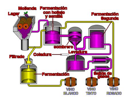 EnologÍa Y Vitivinicultura Proceso De ElaboraciÓn Del Vino