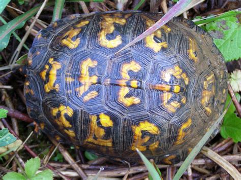 The way that i see it is how to preserve a turtle or tortoise shell. Blue Jay Barrens: Older Box Turtles