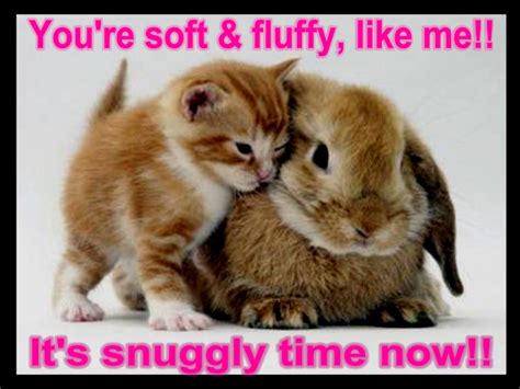 Funny Animals With Quotes 1 Desktop Background