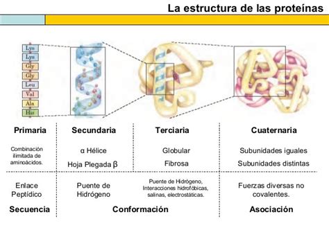 Síntesis De Proteínas Unidad De Apoyo Para El Aprendizaje